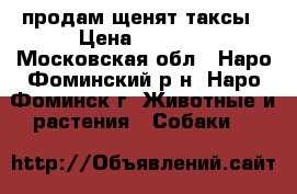 продам щенят таксы › Цена ­ 3 000 - Московская обл., Наро-Фоминский р-н, Наро-Фоминск г. Животные и растения » Собаки   